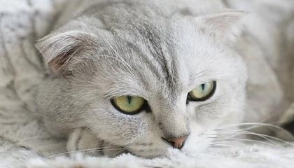 王楚钦半小时速胜 晋级WTT总决赛男单4强